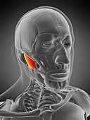 Masseter deep muscle, illustration