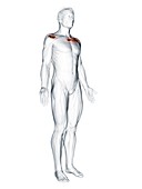 Supraspinatus muscle, illustration
