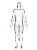Rhomboid minor muscle, illustration