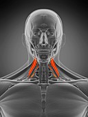 Scalene middle muscle, illustration