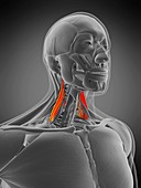 Scalene middle muscle, illustration