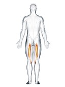 Semitendinosus muscle, illustration