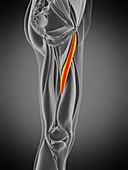 Adductor longus muscle, illustration