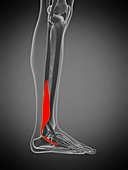 Peroneus brevis muscle, illustration