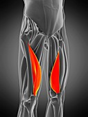 Vastus medialis muscle, illustration