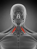 Scalene anterior muscle, illustration