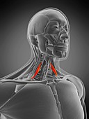 Scalene anterior muscle, illustration