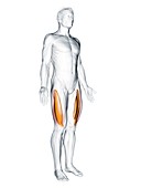 Vastus lateralis muscle, illustration