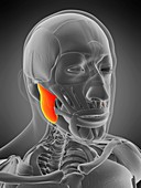 Masseter superior muscle, illustration