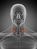 Scalene posterior muscle, illustration