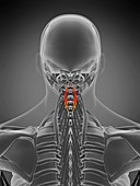 Spinalis cervicis muscle, illustration