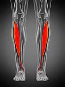 Tibialis anterior muscle, illustration