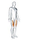 Vastus intermedius muscle, illustration