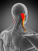 Sternocleidomastoid muscle, illustration