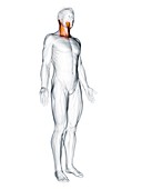 Sternocleidomastoid muscle, illustration