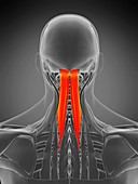 Semispinalis capitis muscle, illustration