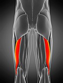 Biceps femoris longus muscle, illustration