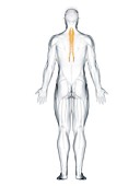 Semispinalis thoracis muscle, illustration