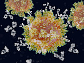 Antibodies responding to coronavirus particle, illustration