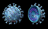 Coronavirus, illustration