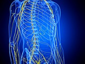 Thorax nerves, illustration