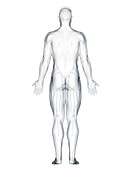 Back anatomy, illustration