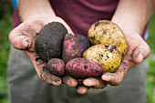 Mann zeigt bunte frisch geerntete Kartoffeln der Sorten Rote Emmalie, Avanti und St. Galler