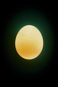 Decalcified egg