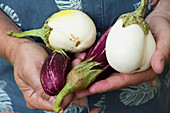 A man holding different types of eggplants in his hand