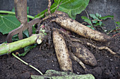 Freshly harvested yacon roots (Smallanthus sonchifolius) with leaves in a garden bed