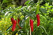 Red hot peppers on a plant in a garden
