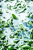 Refresh rocket leaves in a cold water bath