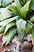 Wild garlic leaves with frost