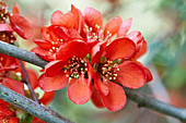 Branch of Japanese flowering quince blossom