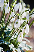 Snowdrops