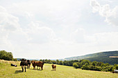 Cows in a meadow near Saarfels, Saarland, Germany