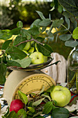 Apple still life with scales