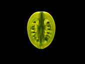 Backlit portrait of a green tomato slice