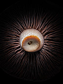 A close up shot of a mushroom