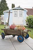 Winter plants in old handcart in front of blue summerhouse in garden