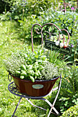 Various kitchen herbs planted in vintage tub on garden chair