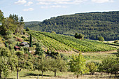 A vineyard near Bürgstadt am Main, Germany