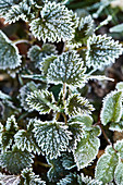 Nettle with hoarfrost