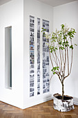 Small lilac tree in birch-bark pot next to gallery of photos