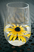 Yellow rudbeckia flower in glass of water