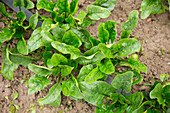 Spinach plants in a vegetable patch