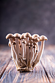 Asian edible mushrooms shimidzhi brown