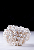 Edible mushrooms shimidzhi