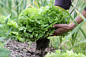 Lettuce with roots attached, being harvested from a garden bed