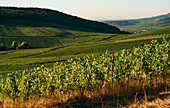 A vineyard in Alsace